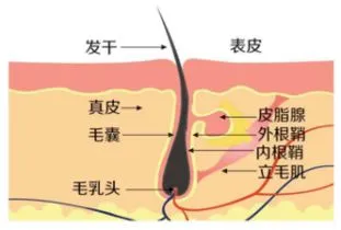 我们的头发，从下往上可以分为四部分.webp