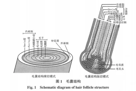 毛囊结构.webp