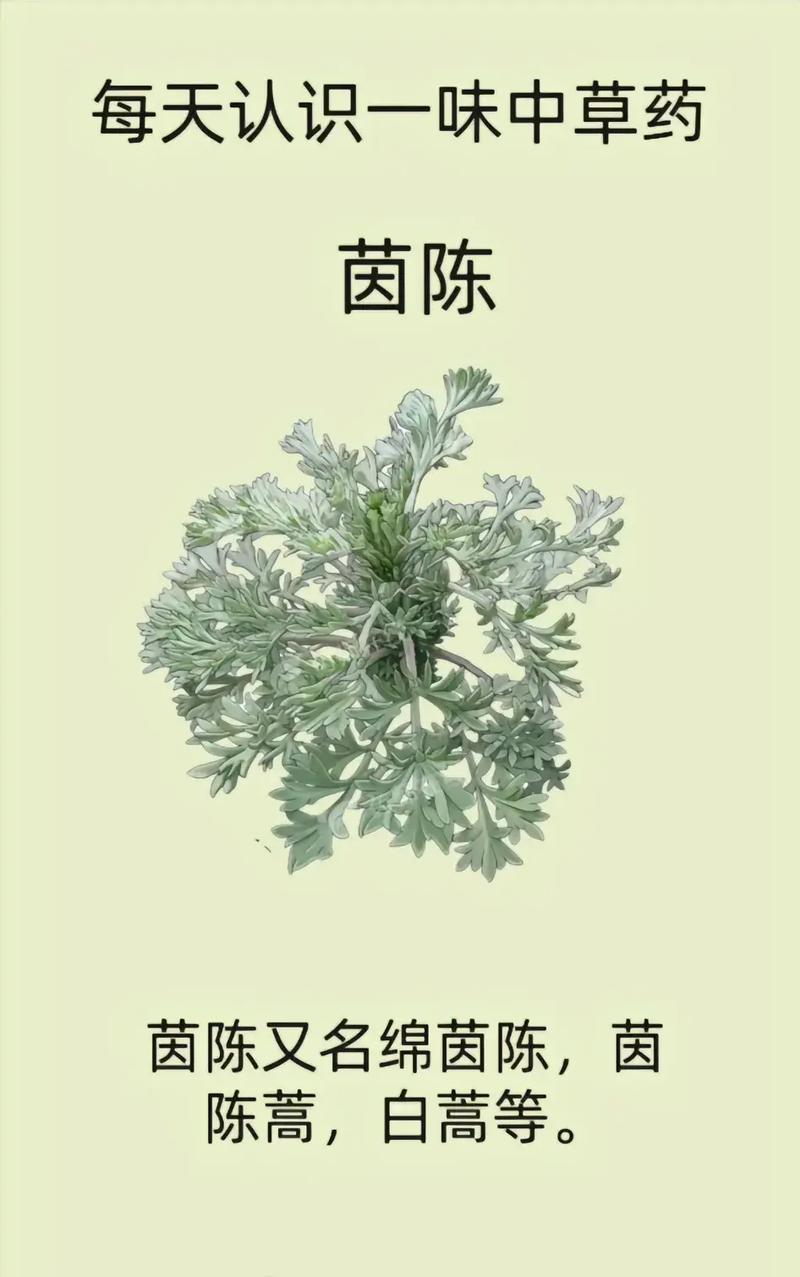 药材茵陈的功效大还是蒲公英的功效大(药材草果功效(药材草果功效与作用))